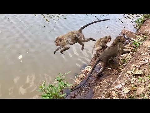 Monkey jumping in the water, Monkey Swimming and Diving.