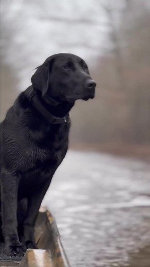 27K views · 946 reactions | Keeping life simple is what’s it all about - family, friends and the great outdoors. With Retriever Ridge Kennels and Keith Allison #labradorretriever #outdoorliving #huntingseason #fielddoglife #reelsinstagram #dogoftheday #duckhunting | Field Dog Life | Facebook