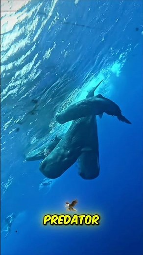 Meet the Cachalot — The Giant That Hunts Squid in the Deep 😱🐋