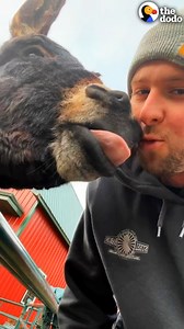 Rescue donkey can't stop chasing his human dad, so his parents get him the perfect present... 😂💛 | The Dodo