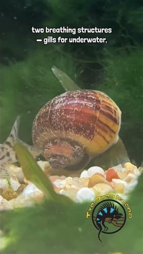 Mystery snails have such a unique way of breathing!🫁🐌 #snail #aquarium #mysterysnail #fishtank #fish