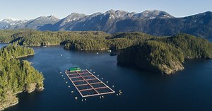 What is salmon farming?