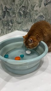 28K views · 3.3K reactions | Bottle cap game or sea battle ️ | Hosico Cat | Facebook