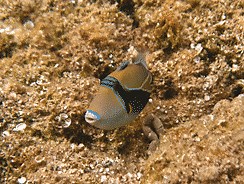 What is Hawaii's State Fish? Humuhumunukunukuapua'a - Go Visit Hawaii