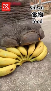 15K views · 102 reactions | This elephant likes to crush food (食物 shíwù) using its feet before eating. Its keeper shared online how it eats (吃 chī), surprising many netizens. #Fun | Learn Chinese | Facebook