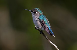 Bee Hummingbird - Facts, Habitat, Diet, Life Cycle, Pictures
