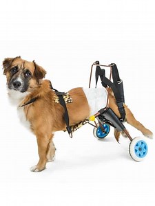 12 DIY Dog Wheelchair Plans You Can Build Easily