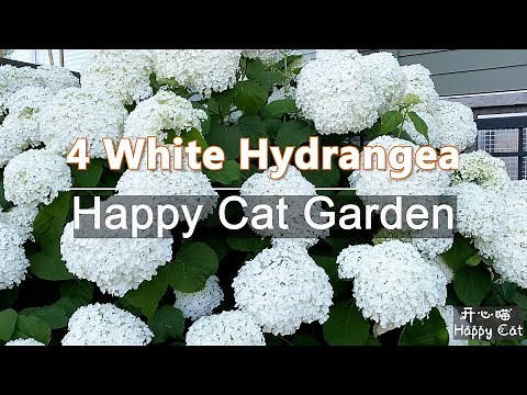 4 White Hydrangea | Annabelle | Endless Summer Blushing Bride | Paniculata Quickfire | Macrophylla