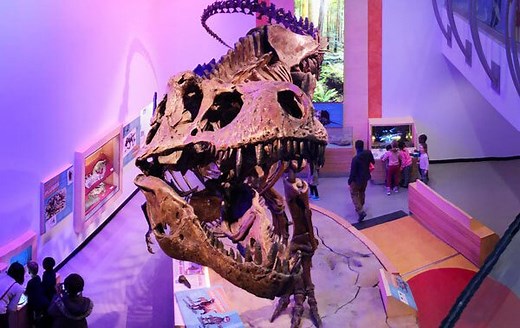 Scientists studying world’s largest T. rex to gain insight into dinosaurs and evolution