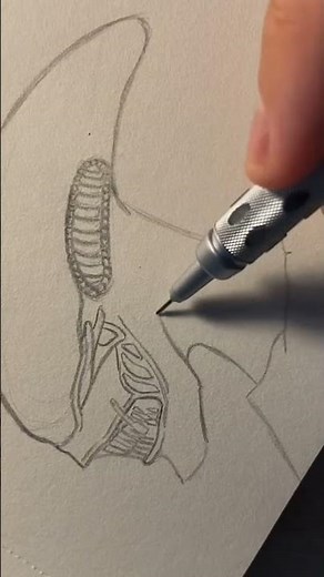 How to draw the Xenomorph from Alien #art
