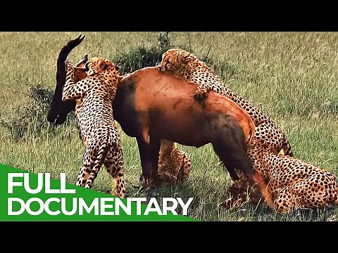 Wildlife Instincts | Cheetah - The Fastest Animal on Earth | Free Documentary Nature