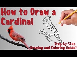 How To Draw A Cardinal - Fun & Easy Step-by-Step Drawing and Coloring Guide