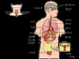 Unit A - Nervous & Endocrine System