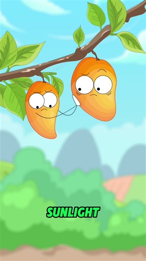 Why Are Chili Mangoes So Expensive? | mango