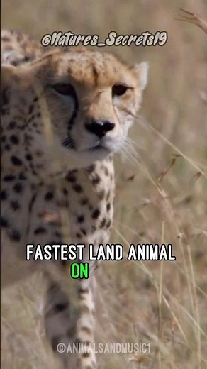 The fastest animal in the world | The Cheetah