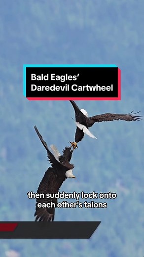 Why are two bald eagles locking talons high above the ground? As this episode of BirdNote Daily shares, it’s a normal courtship behavior called the “cartwheel display.” Fully entangled, the two birds begin spinning to the earth, disengaging just before they smack the ground. Their clasp could last for hours. At last, the eagles unlock talons and fly off. Rival adults sometimes perform the same flight. To hear this episode in full, check out BirdNote Daily on any podcast app or our website BirdNo