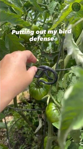 Releasing Fake Snake to Protect the Garden ! #gardening #gardeningtips
