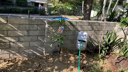 Grafted mango tree vs seedling mango tree | Which is better? - Eco Family Life