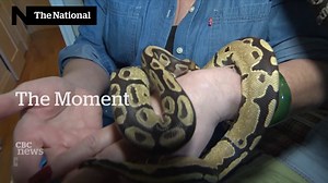 3K views · 17 reactions | After being missing for months and the appearance of an imposter, Monty the python is back with his owners. And he hadn’t slithered too far away. www.cbc.ca/1.5321580 #TheMoment | CBC News: The National | Facebook
