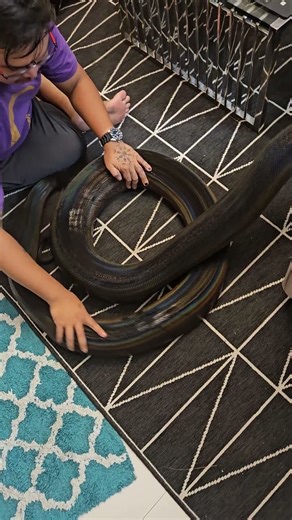 Golden child reticulated python #goldenchildreticulatedpython #reticulatedpython #python #snakes