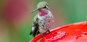3 LIVE Hummingbird Cams (Watch hummers RIGHT NOW)
