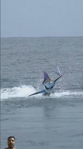 Epic Blue Marlin Jumping: Nature’s Spectacle!
