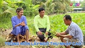 5.5M views · 49K reactions | Trồng môn lấy ngó thu nhập cao | Truyền hình Đồng Tháp | Facebook