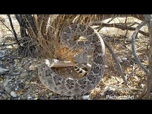 Western Diamondback Rattlesnake wakes up suddenly!