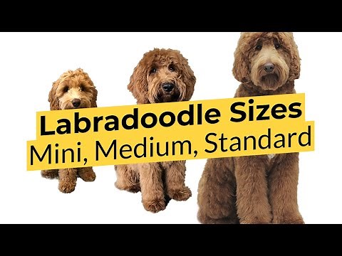 What Labradoodle Size is Best? 🐶 Mini 🐶 Medium 🐶 Standard