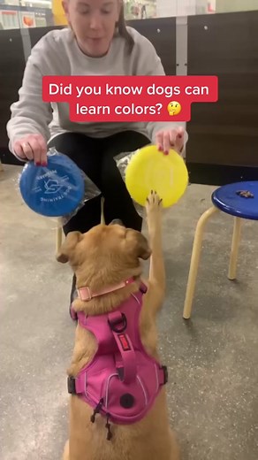 PetSmart on TikTok