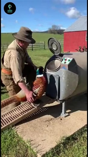 Amazing AI Video Showcasing 100 Million Animal Views