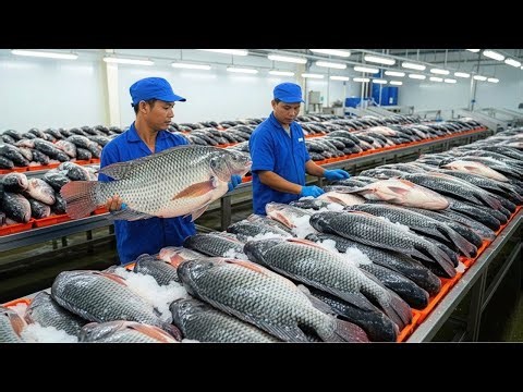 Inside the Tilapia Processing Factory – How Millions of Fish Are Farmed, Harvested & Frozen Daily
