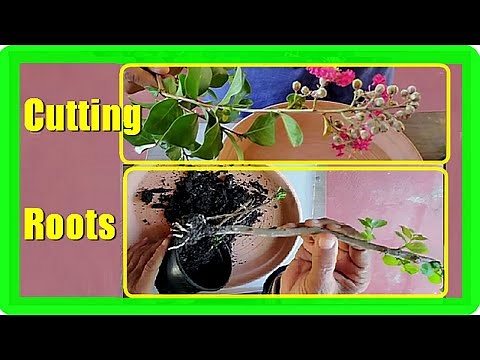 How To Grow Crepe Myrtle From Cuttings | Easy Crepe Myrtle Propagation