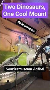 Galeamopus: Two Dinosaurs, One Cool Mount #sauropod #dinosaur