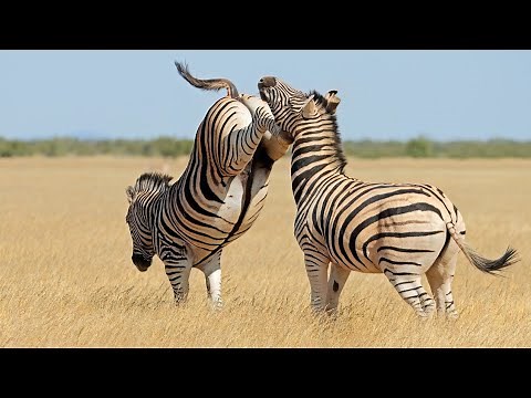 Zebra Facts: 15 Mind Blowing Facts You Never Knew About Zebra's!