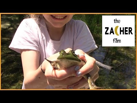 Catching Frogs with Kids [Huge Frog!] 2019