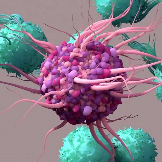 Understanding Dendritic Cell Activation of T Cells in the Immune System