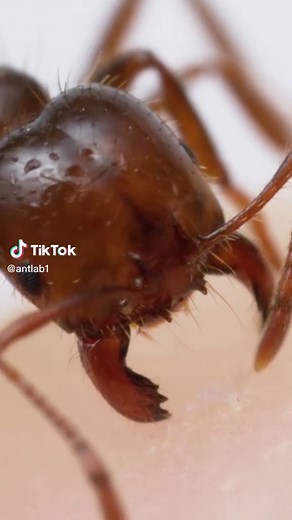 Here’s what happens when an ant bites (and stings) you. #learnontiktok #edutok #entomology #antsoftiktok #insects
