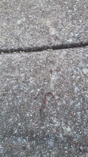 Dancing Worm #worms #nature #outdoors #dancing