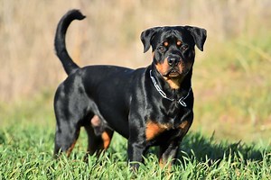 Miniature Rottweiler: All You Need to Know About the Mini Rottie