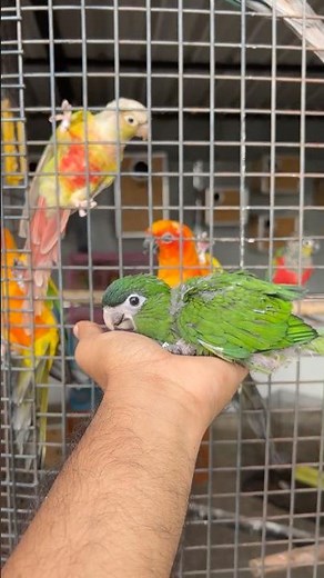 New Baby Macaw in Our Family! 😍🤩 Hahn's Macaw Kutty Macaw