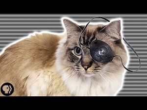 What Cats Taught Us About Perception