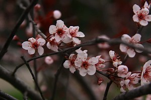 16 Pink Flowering Trees in Spring - ProGardenTips
