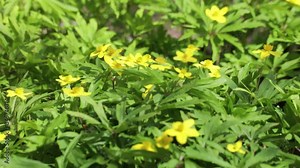 Ranunculus repens, the creeping buttercup, is a flowering plant in the buttercup family Ranunculaceae, native to Europe, Asia and northwestern Africa.
