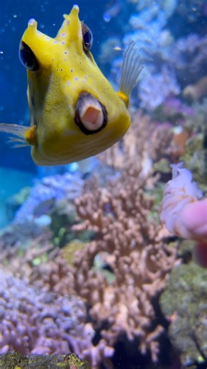 54 reactions | Pepe the Longhorned Cow fish loves having prawns for...
