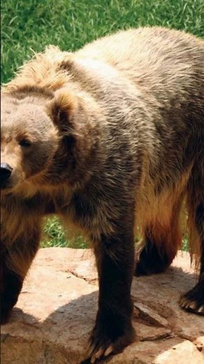 Meet the MASSIVE Kodiak Bears of Alaska!
