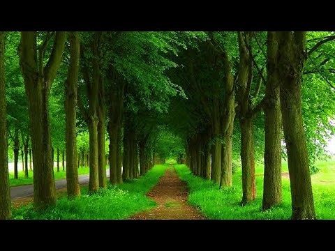 Natural Trees HD Wallpapers || Green Trees HD National Photography | Green Tree HD Wallpaper 2020