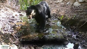 📸🐻 Oso andino, gato del pajonal, guanacos y muchas otras especies fueron registradas por cámaras trampa demostrando la gran biodiversidad que conserva la Reserva Nacional de Calipuy - Sernanp. 🍃📹 El registro se realizó en el marco del Proyecto Oso Andino, impulsado por Instituto de Investigación en Ecología y Conservación en articulación con el #Sernanp, a través de la jefatura de la reserva. Ministerio del Ambiente - Perú #ÁreasNaturalesProtegidas #ReservaNacionalDeCalipuy #Calipuy #camaras