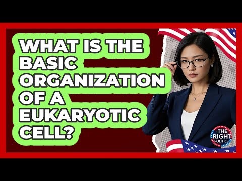 What Is The Basic Organization Of A Eukaryotic Cell?