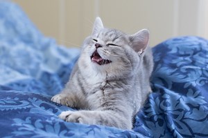 Cat Hiccups: Our Vet Explains Causes & What to Do - Catster